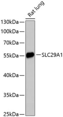 RhoC Rabbit anti-Human, Mouse, Rat, Polyclonal, Novus Biologicals:Antibodies:Primary
